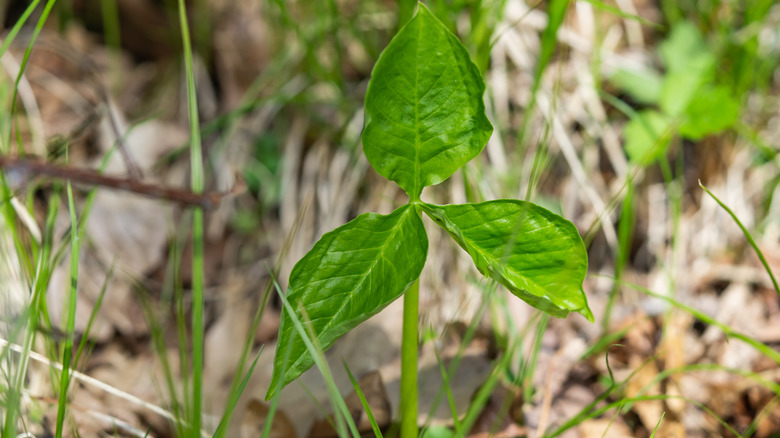 young jack-in-the-pulpit