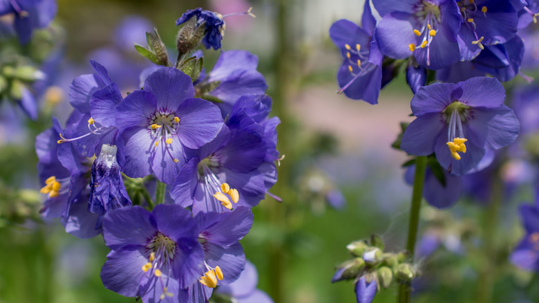 Jacob's ladder flowers