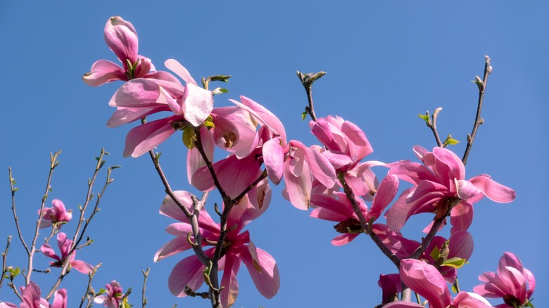 Flowers on Jane magnolia tree