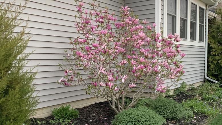 Ann magnolia in landscaping