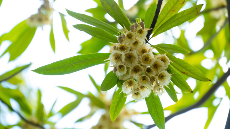 Flowers on Japanese blueberry tree