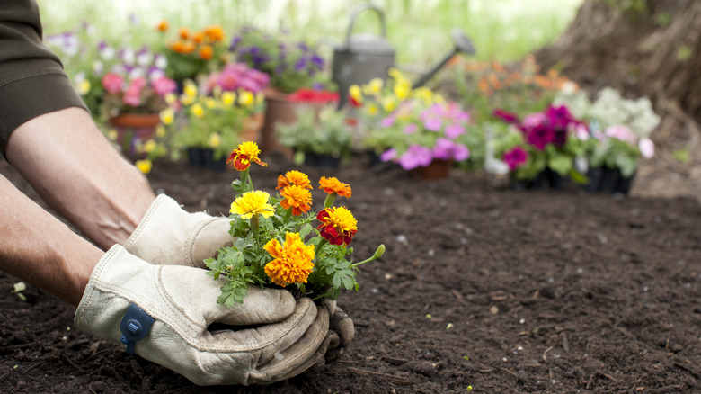 Planting flower bed