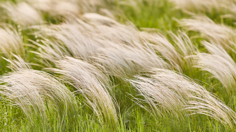 Mexican feather grass wisps