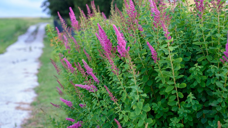 Buddleia davidii aka Butterfly Bush.