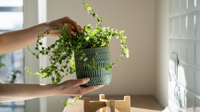 person holding indoor plant