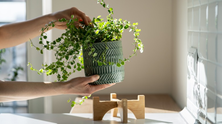 person holding houseplant 