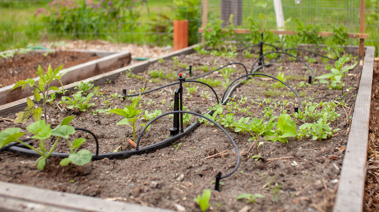 drip irrigation in a raised bed