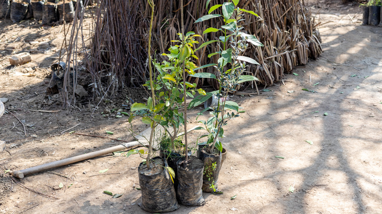 Fruit tree saplings