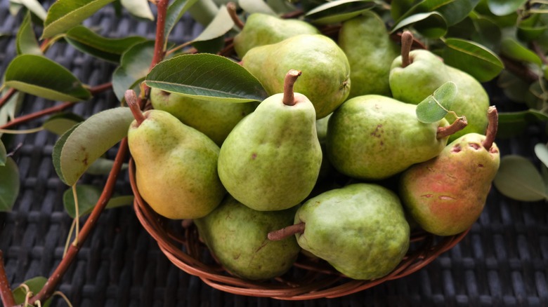 Basket of freshly picked Bartlett pears