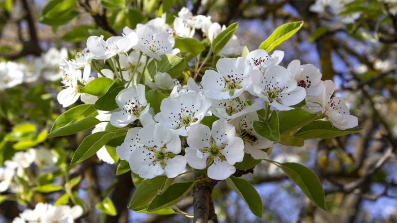 Bartlett pear tree flowers