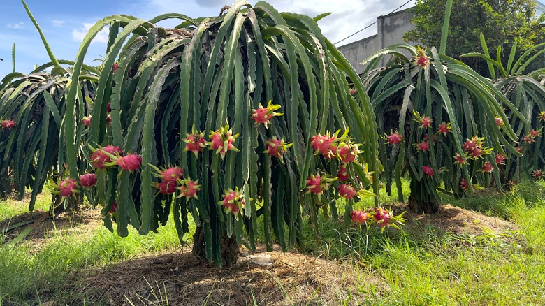 dragon fruit plant 