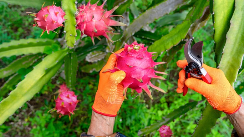 farmer harvesting dragon fruit