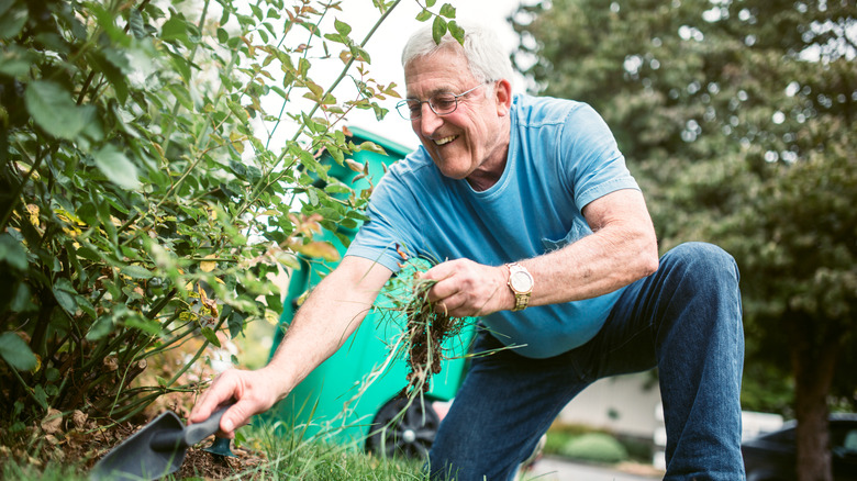 Man pulling weeds in garden