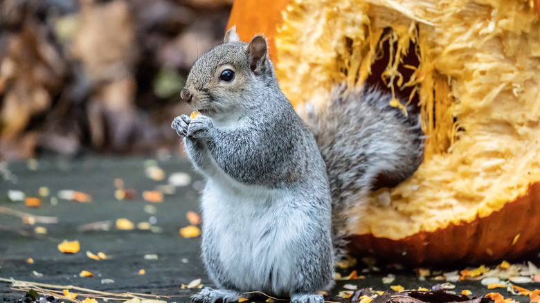 Squirrel nibbling on pumpkin