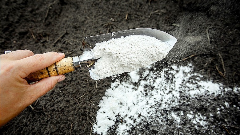 Hand sprinkling powder on soil