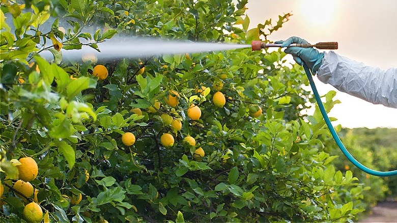 Hand spraying cherry tree