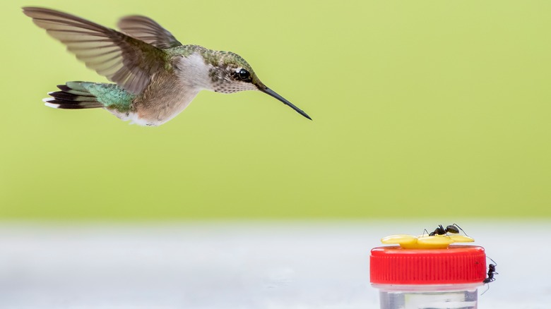 Hummingbird feeder with ants