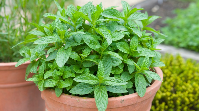 Potted mint plant