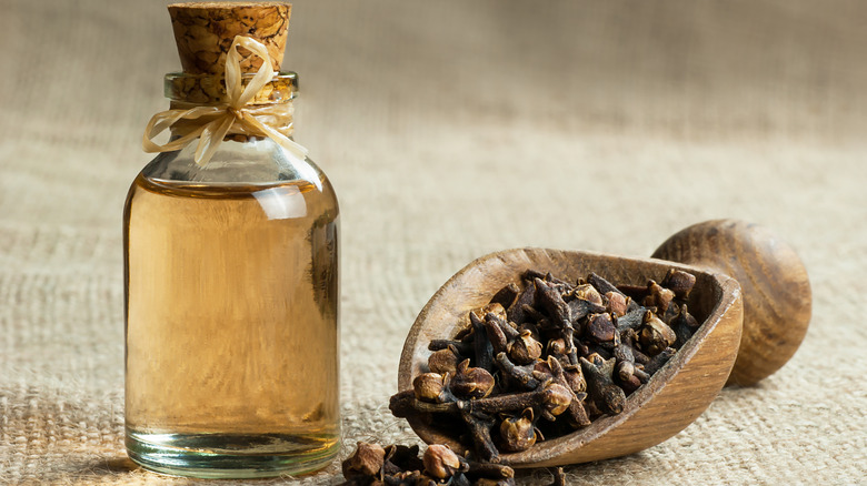 Clove and clove oil