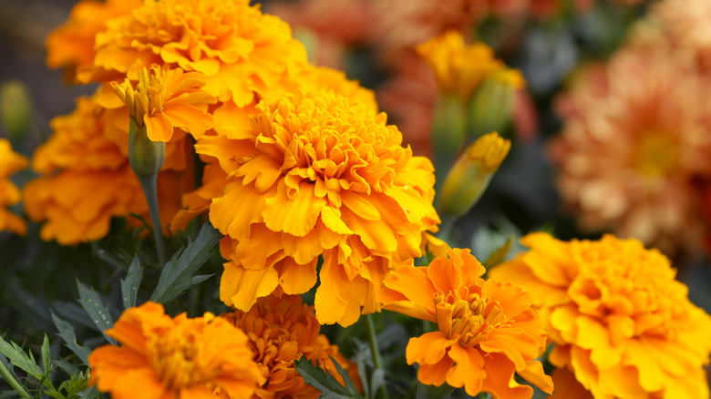 Marigold flowers