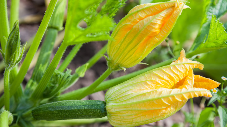 Zucchini flower