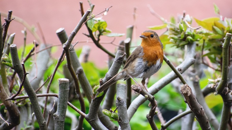 bird on trimmed hedge