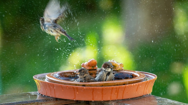 birds in a shallow bath