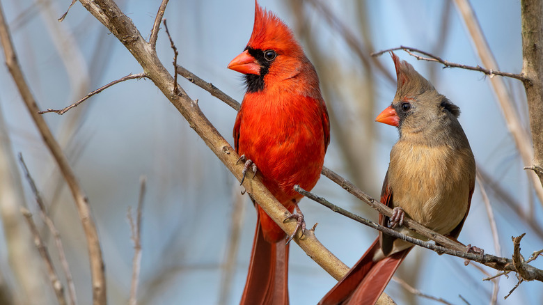 Pair of Northern cardinals perch on bare branches