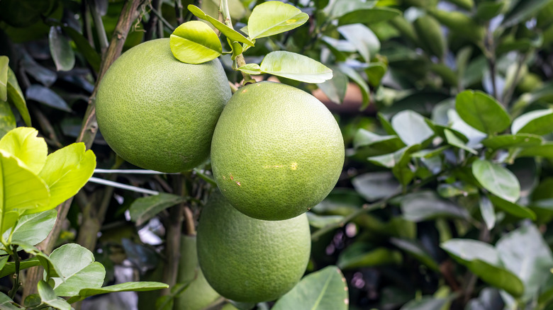 Large pomelo fruits hang from a tree