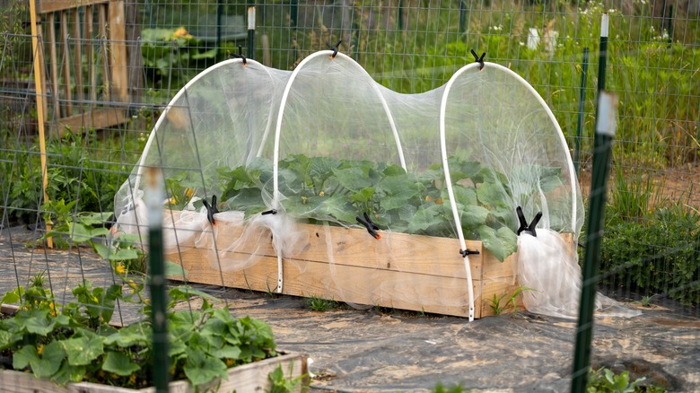 raised garden bed with cover