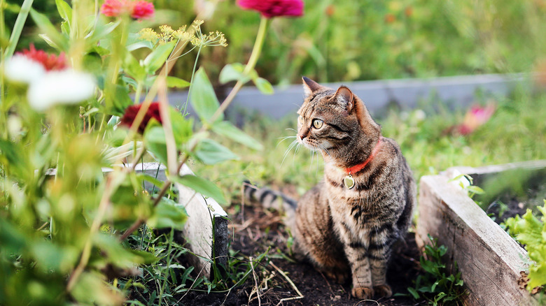 cat next to raised bed