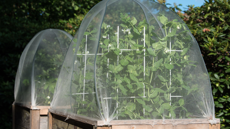 raised garden beds with covers