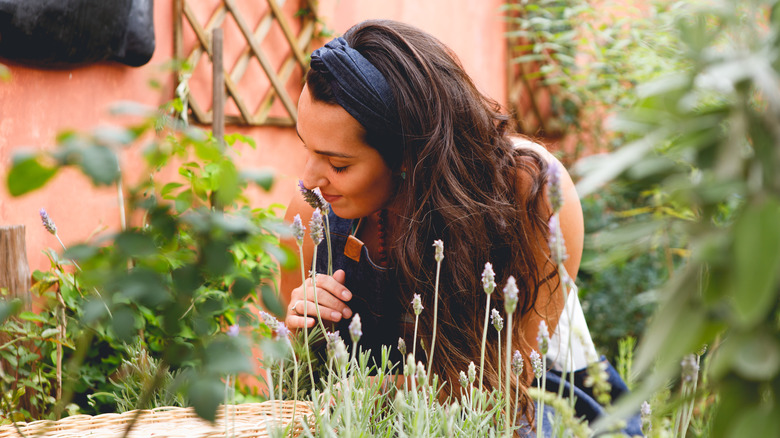 Woman smelling lavender in garden