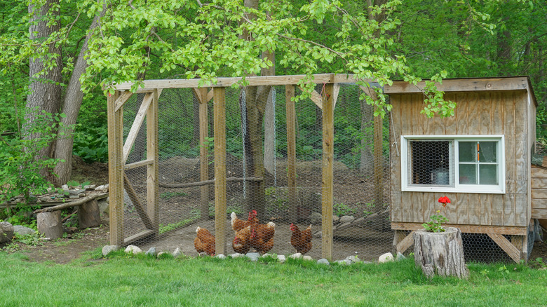 Chickens in wooden netted coop