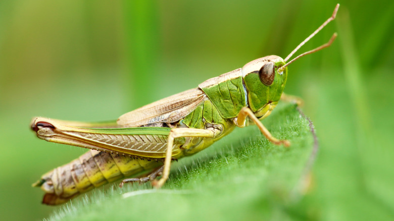 House Cricket Information - How to Get Rid of Crickets