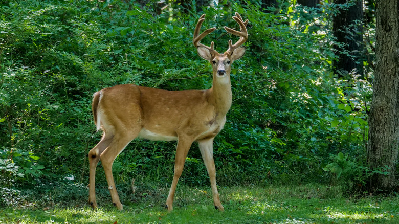 Deer in a yard