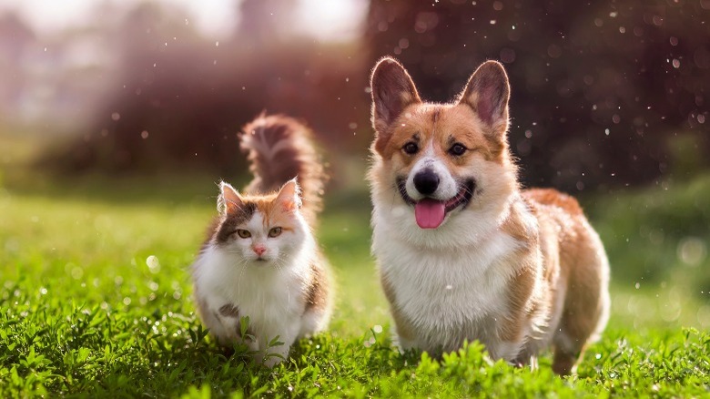 Cat and dog outside