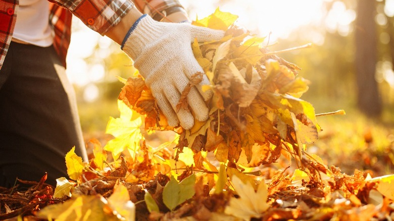 Person picking up leaves