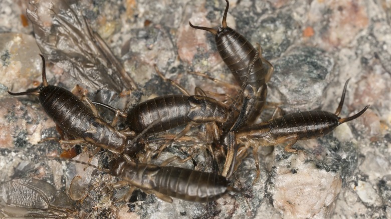 Five earwigs