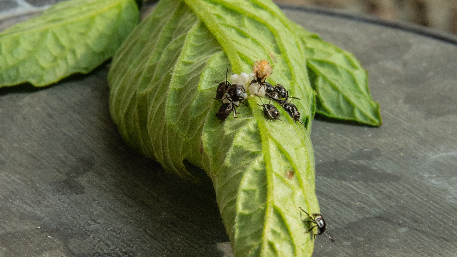 Keep Flea Beetles From Destroying Your Tomato Plants With A Few