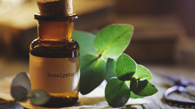 Eucalyptus oil and branches