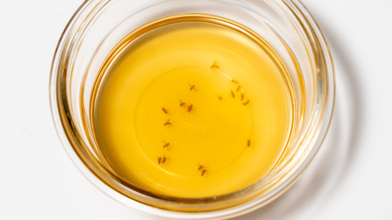 fruit flies in apple cider vinegar