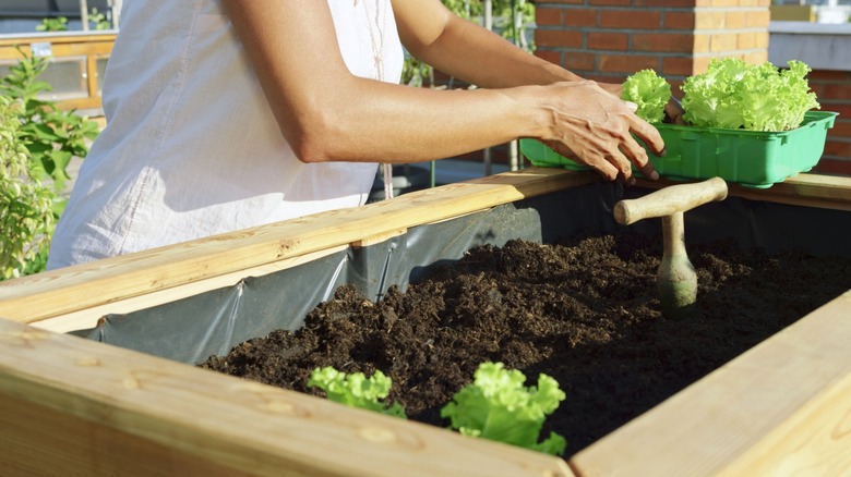 Woman adding lettuce to raised planter box