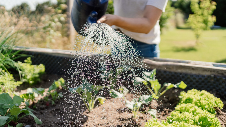 Woman waters garden soil