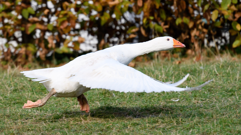 goose running in garden 