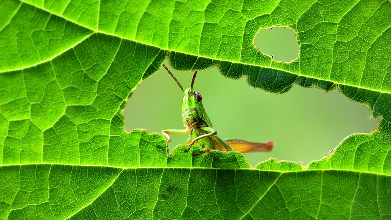 grasshopper feeding on leaf