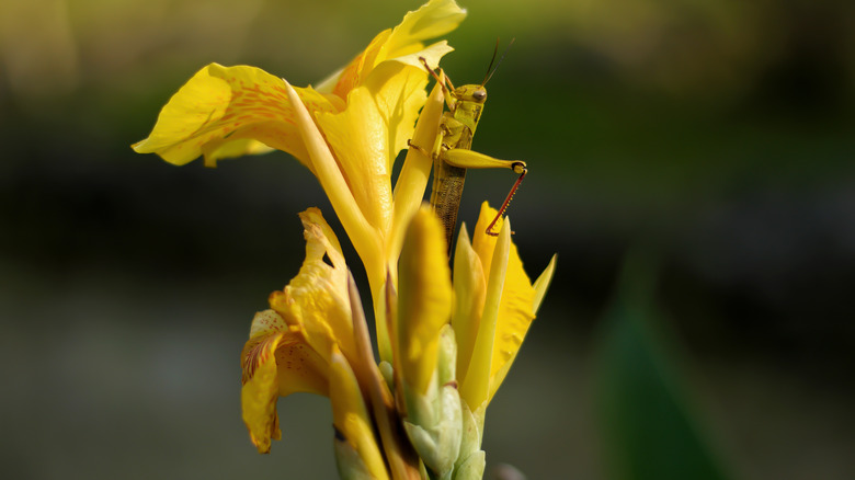 grasshopper on canna lily