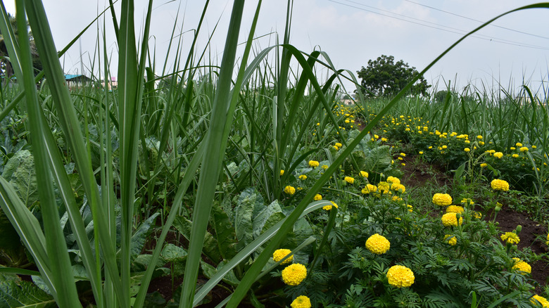 marigolds used as a trap crop