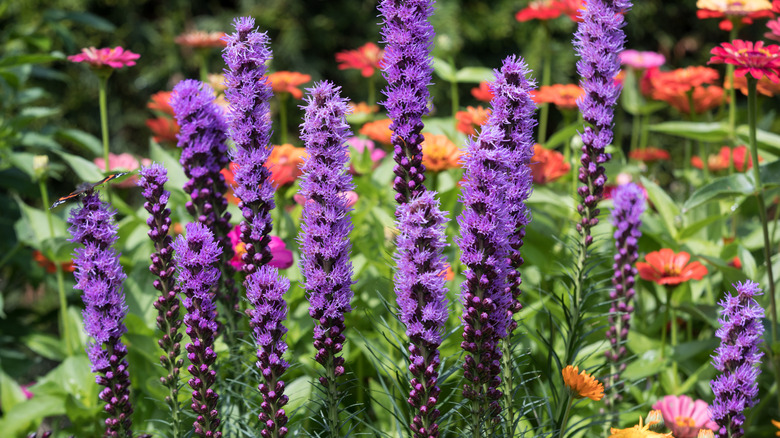 Blooming blazing star (Liatris spicata) flowers in bloom