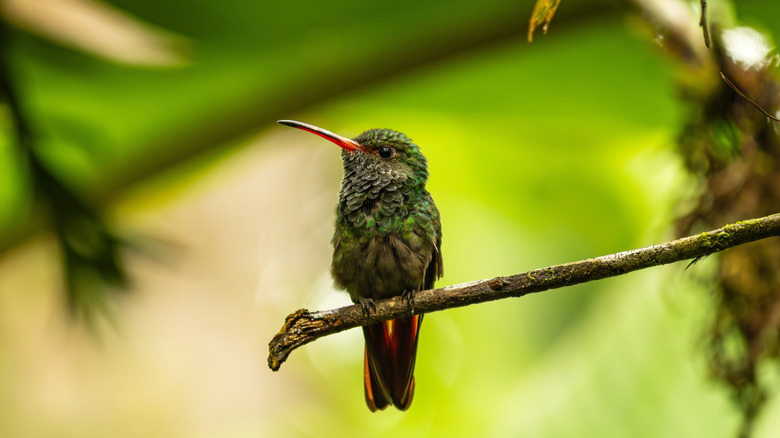 A cute hummingbird sitting on a branch